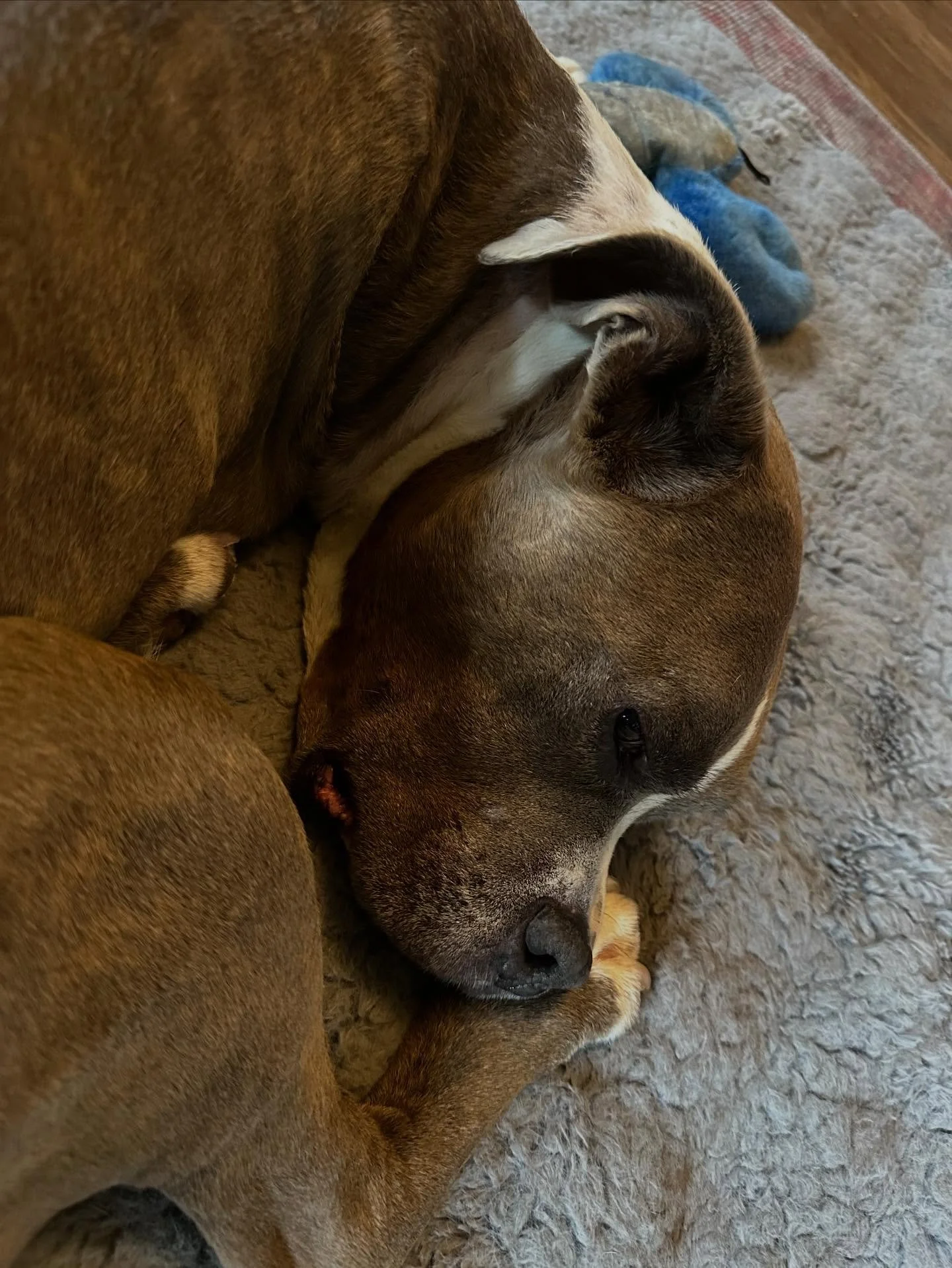 Murph The Smurph snuggles into his massage time &hearts;️&hellip;such a love of a big guy &hearts;️

#alllove #tripawd #hunka