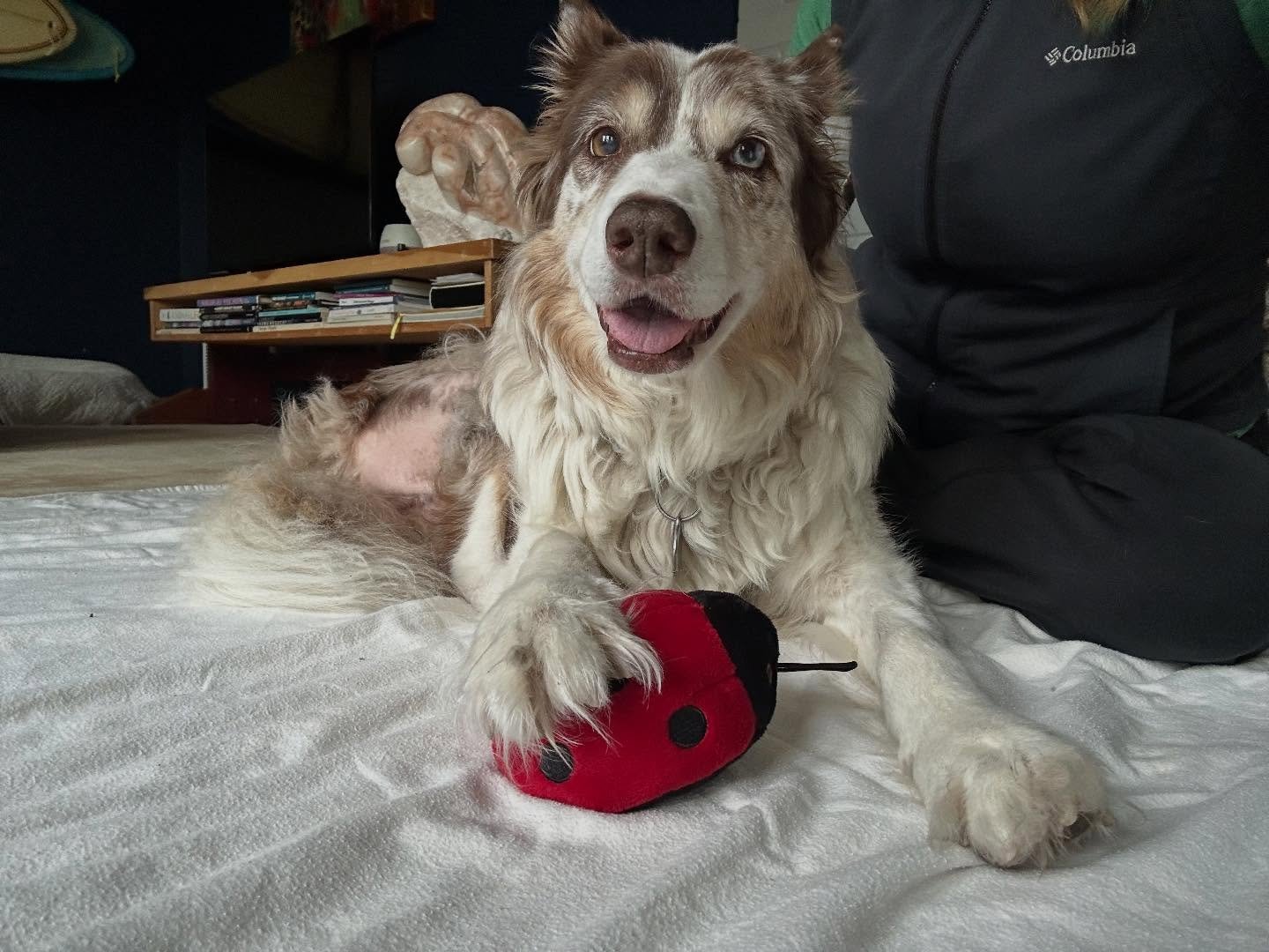 Bhakti is loving life with her ladybug toy + massage combo ;) &hearts;️🐞&hearts;️

#caninemassage #bordercollielove #healanimalmassage #alllove #massageface