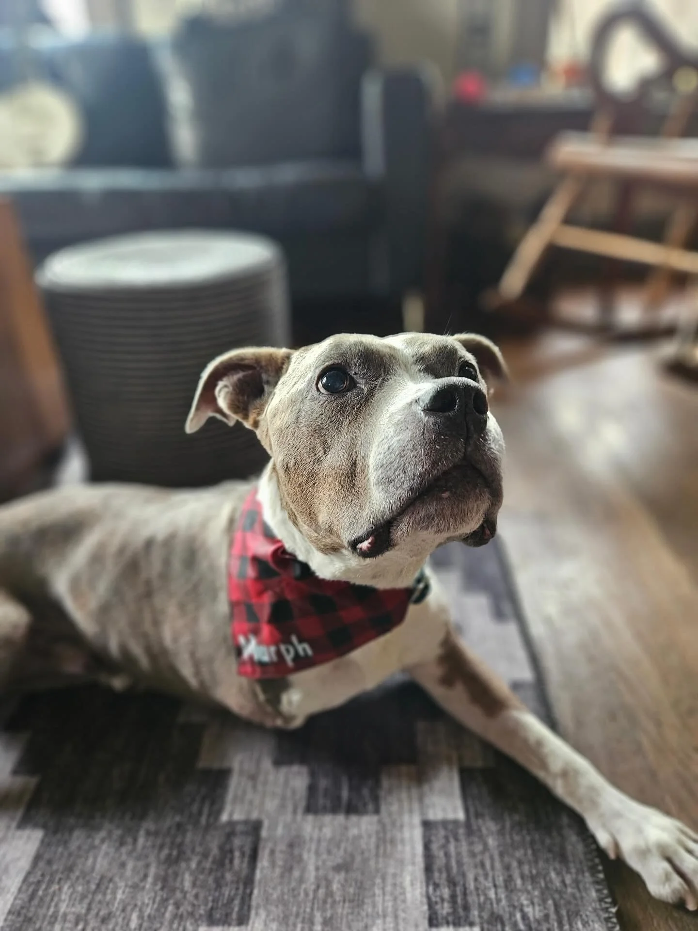 Murph The Smurf hit the absolute jackpot. From rags to riches, and beyond. This sweetest boy left our world way too soon, and has left a paw print on every heart he had come in contact with. Murph had the most expressive and kind eyes, that were door