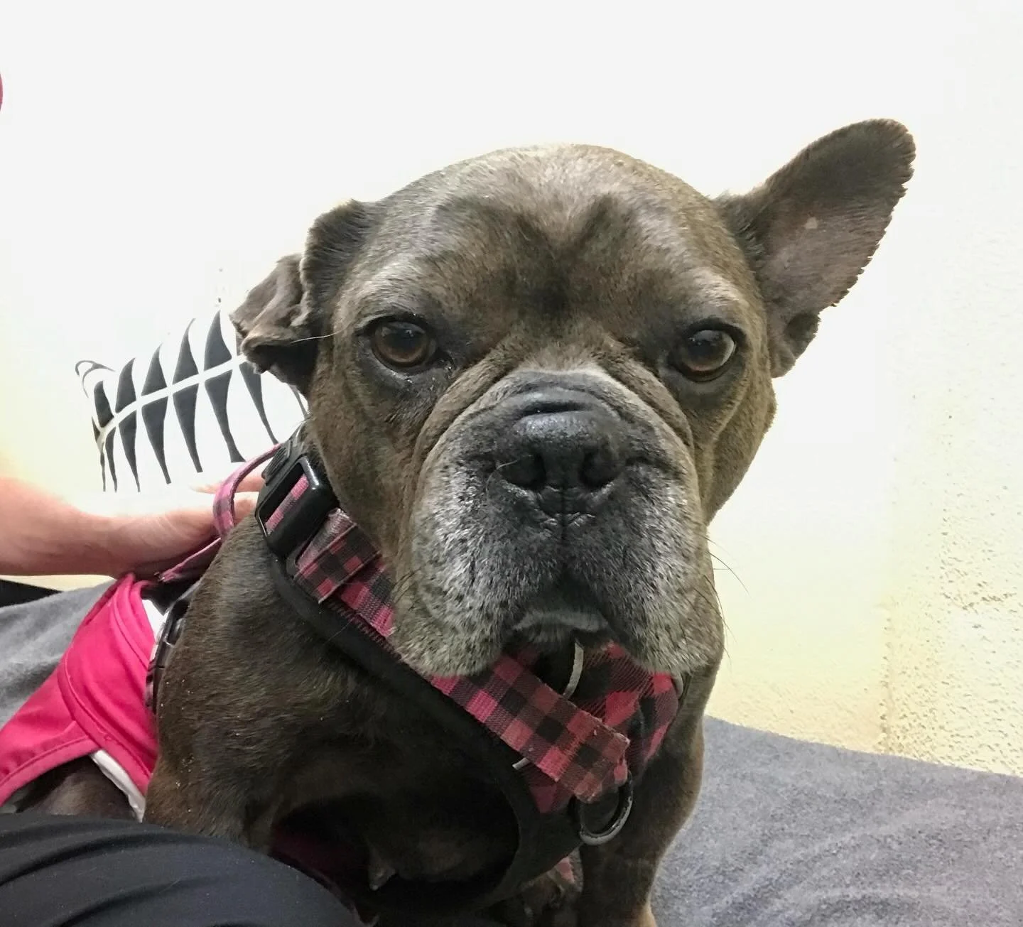 Oh my, what a super bright and energetic ray of sunshine Calypso was. When people talk about living life as if it was your last day, she was the inspiration behind the saying. Calypso always came into the room like a bouncing, licking and happy-as-a-