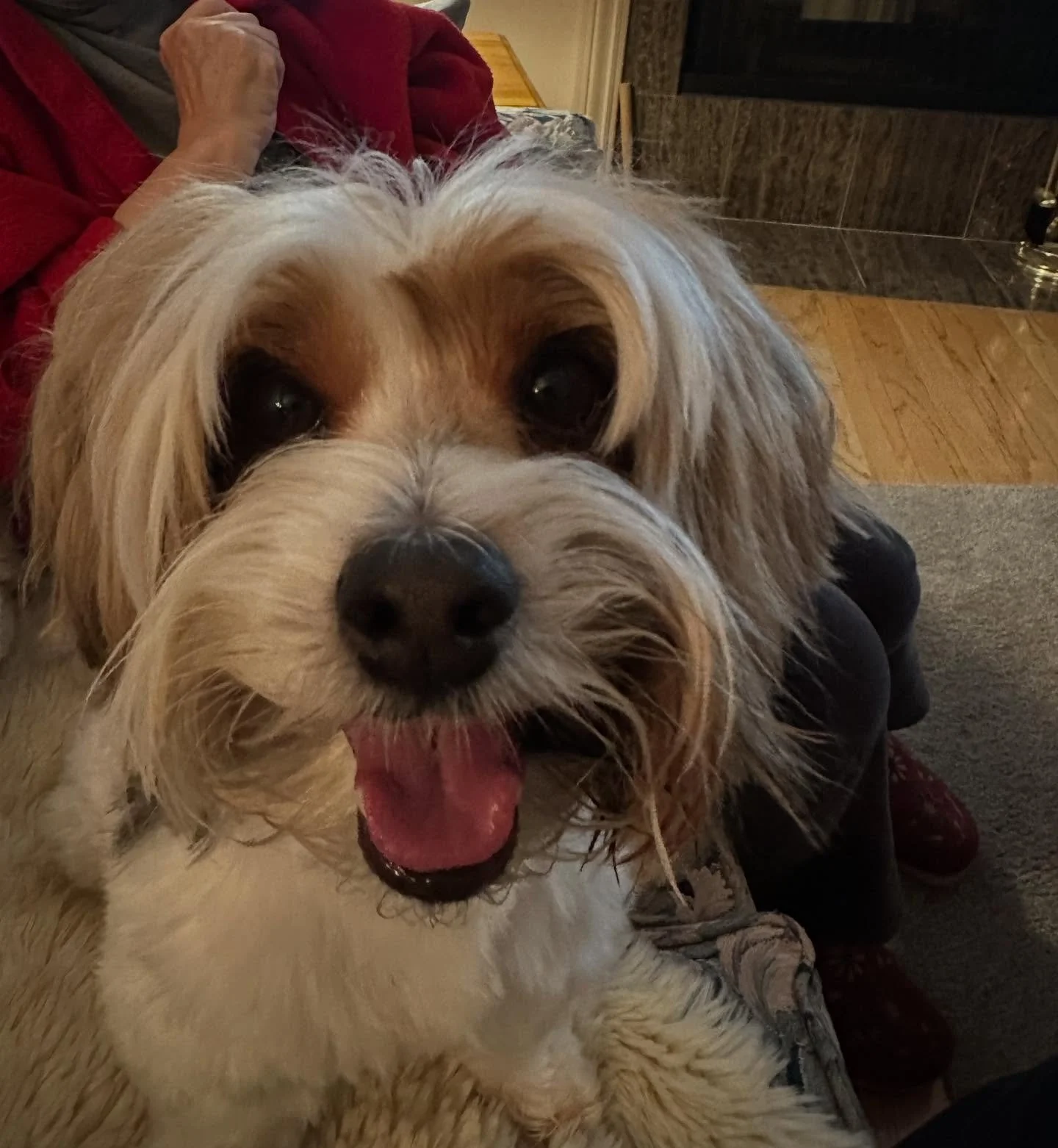 S&rsquo;More is such a happy little guy, with quite the eyebrows &hearts;️

#biewerterrier #happydog #alllove #healanimalmassage #caninemassage