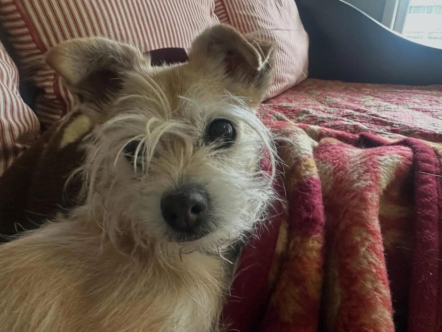 Ginger could use a little extra love right now&hellip;she&rsquo;s having some medical issues and her family is helping her as much as humanly possible &hearts;️