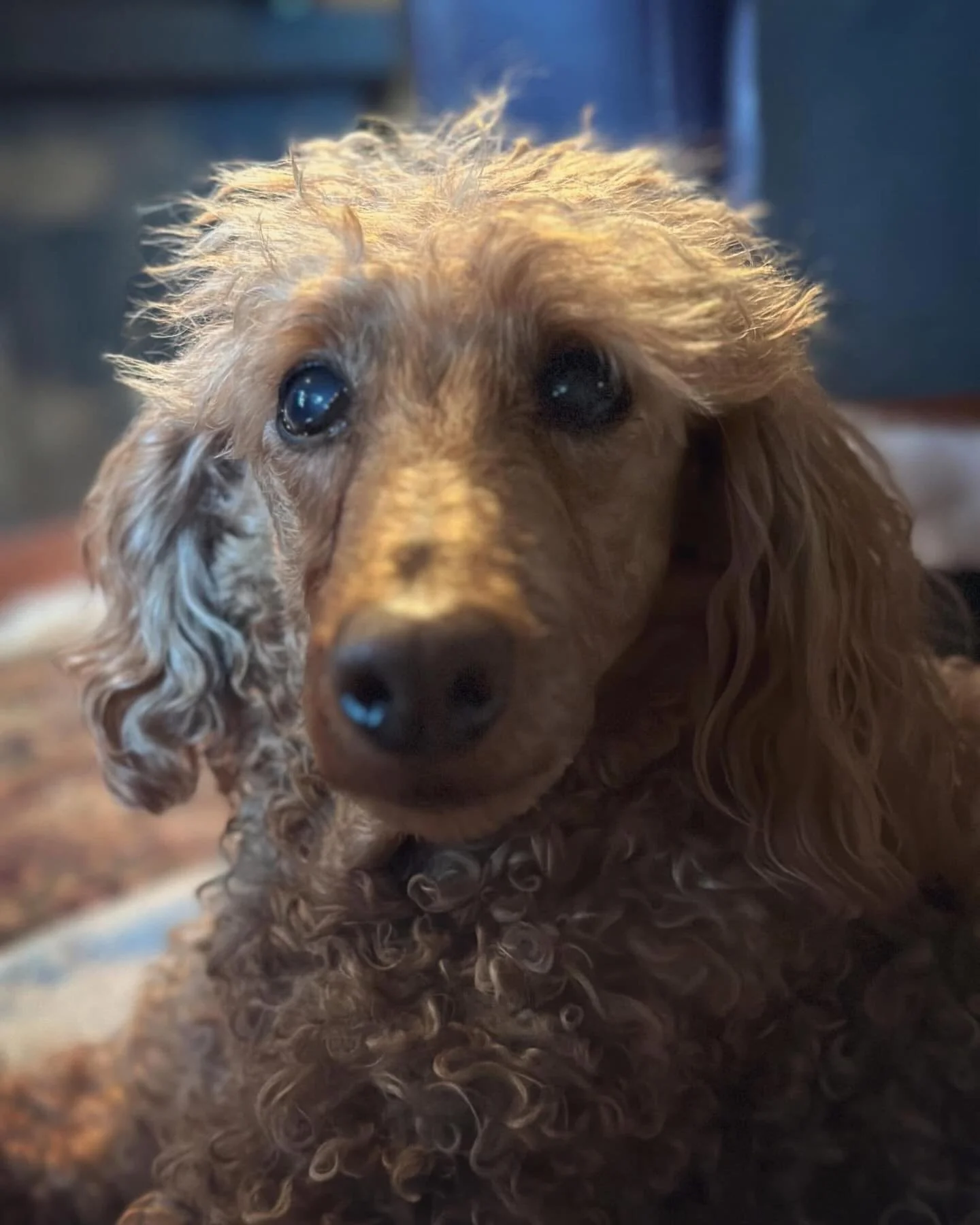 Oh Henna. What a lovely and wise soul. Henna was not only wise, but also feisty and fun, just the way a redhead should be ;) She knew how to have a great time and enjoy herself, and she also had a way of gently staring right into your eyes to show he