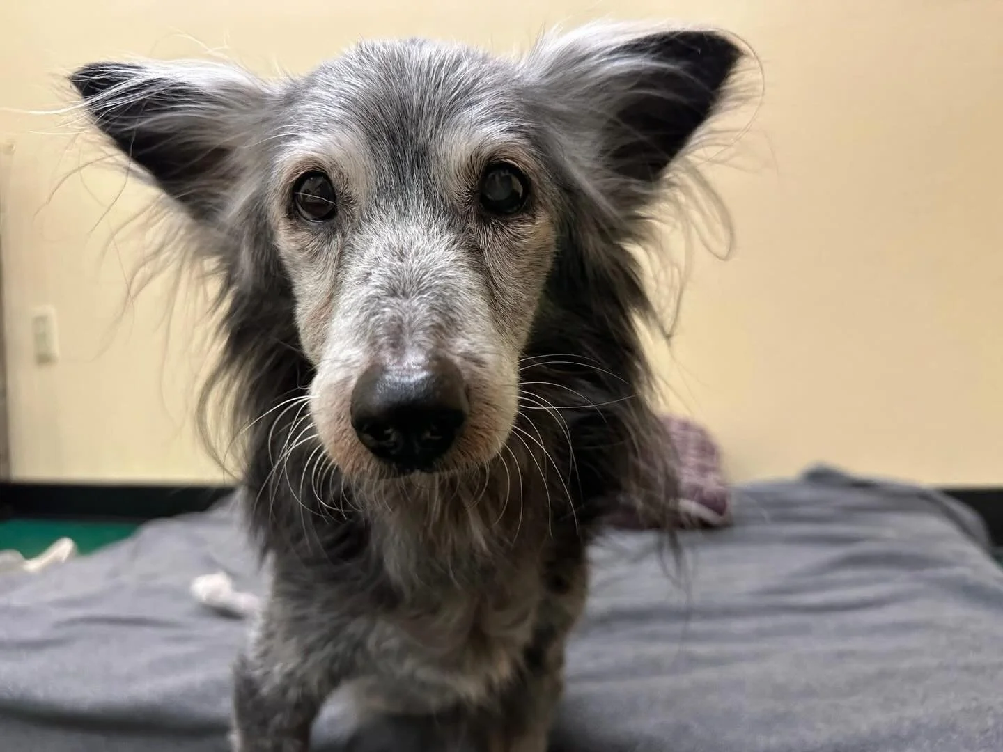 Oh my what a spectacular and well-deserved Queen Holly was! Her royalty was unmatched, and she knew it. She would make squeaky deflating balloon sounds during her massage sessions that would indicate that she was decompressing and relaxing fully. It 