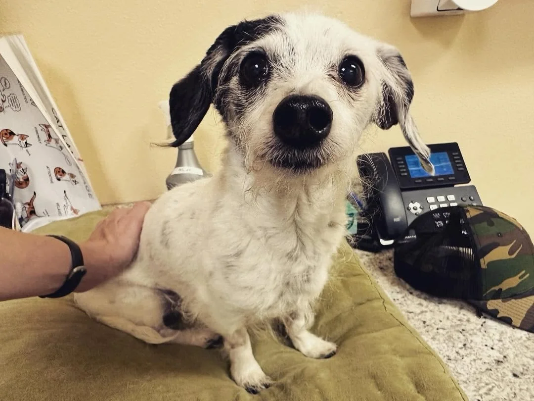 Sweetest little Benjamin was such a trooper of a pup. He had his family behind him all the way to the very end, and I have no doubt he was happy knowing he was so supported. I feel grateful to have had him in my life for the seven years I worked with