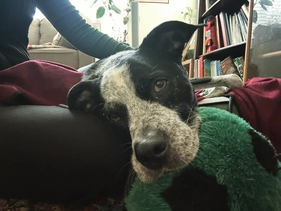 Star was more than a star, he encompassed an entire constellation. He was one of the wisest pups I&rsquo;d ever met, like this wasn&rsquo;t his first go around. I met him just before his tenth birthday in 2023, and that&rsquo;s all I needed to know; 