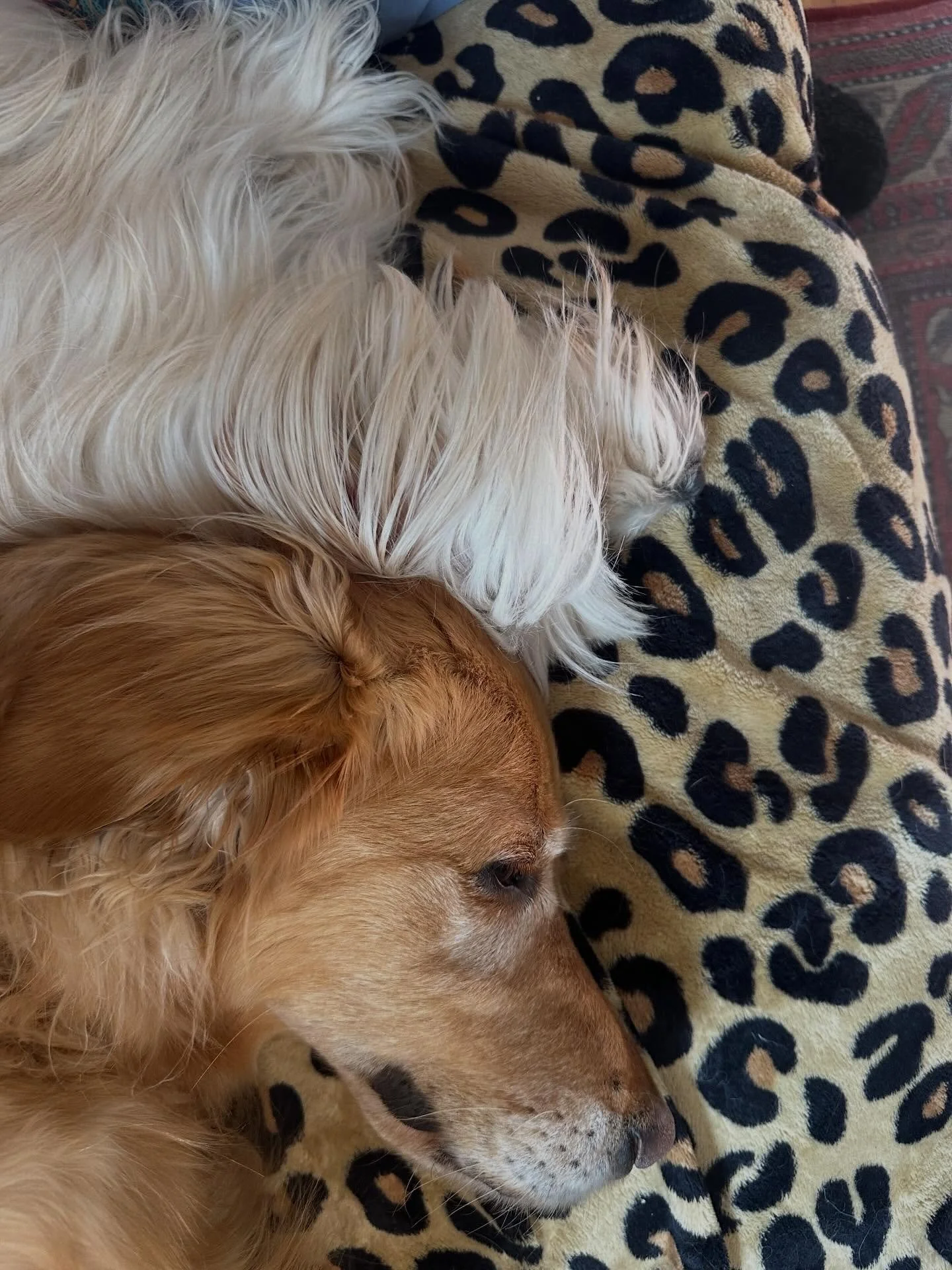 These two have my heart 🧡🤍

Ahsoka gets her massage while Omega snuggles into her for some relaxation vibes 😴 

#besties #doglove #caninemassage