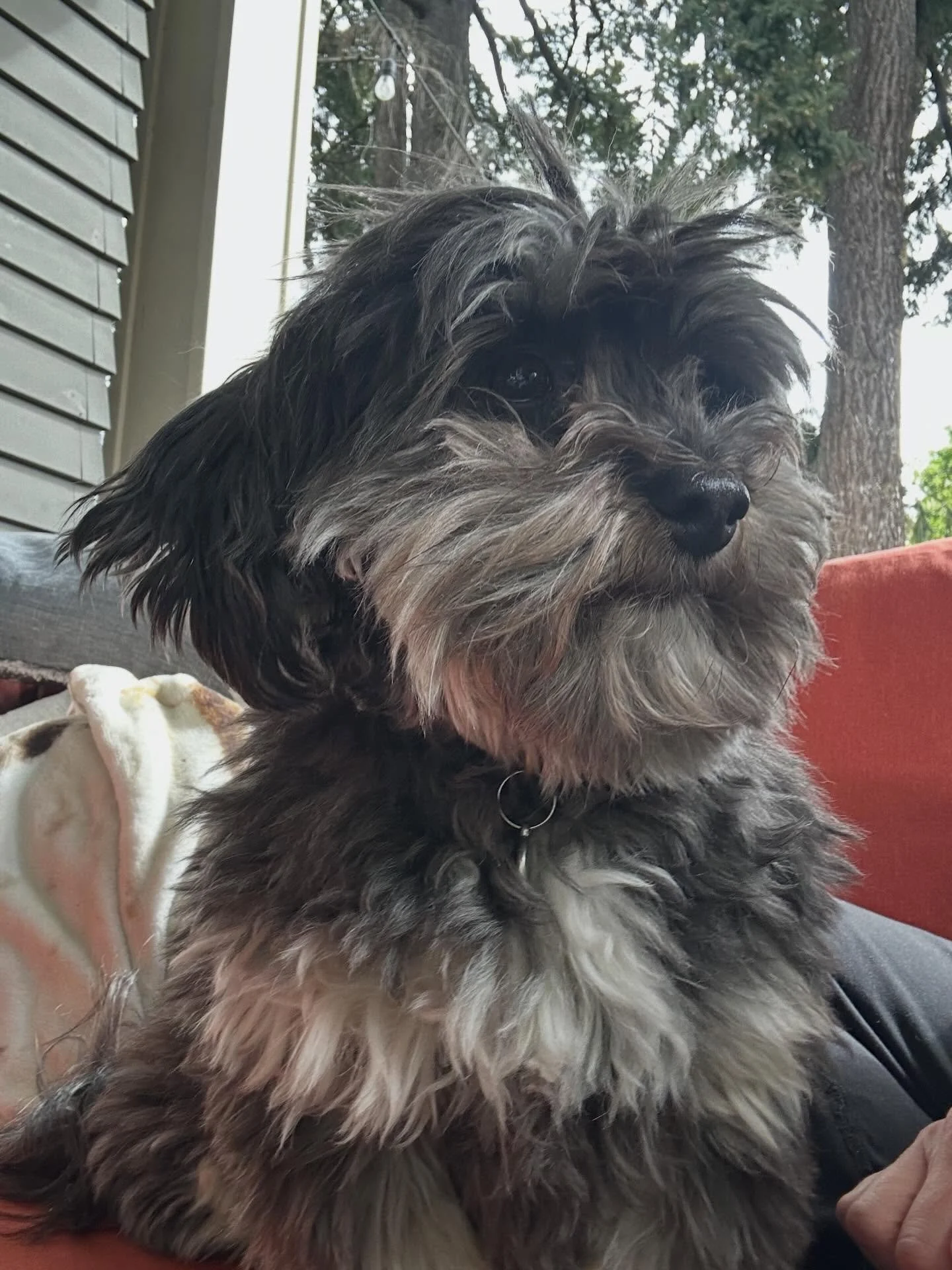 All Coco all the time 🩶🤍&hearts;️🤍🩶

Her long back, and hind legs get tired of jumping from place to place in her home. So many snuggly spots to land&hellip;what is a girl to do? I&rsquo;m happy to be working with her again, and hoping she feels 