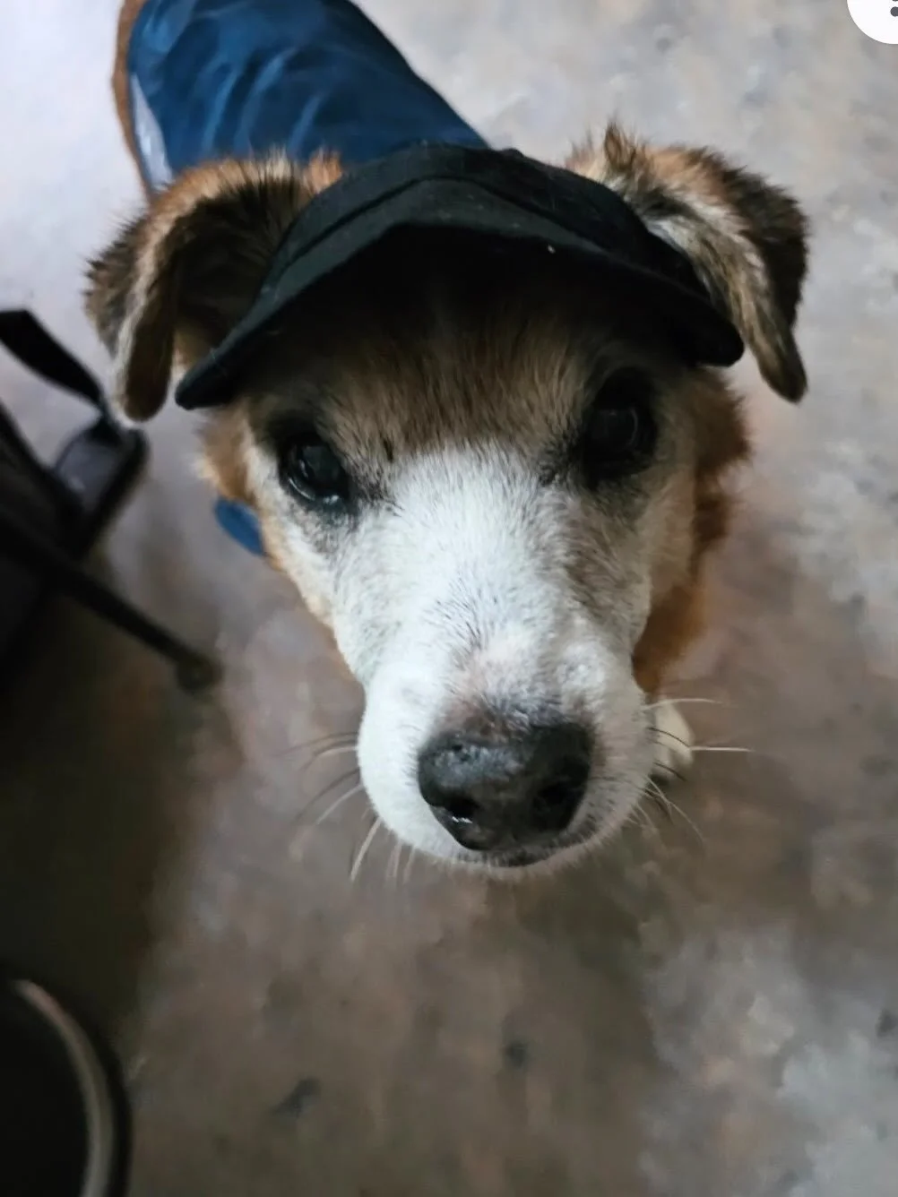 Oh my&hellip; I&rsquo;m pretty sure Ramon has a piece of my heart still. And, I know for a fact that I still have his paw prints all over mine&hellip; just the way I like it. I&rsquo;m very grateful for my memories of this sweet, old man. 

Ramon was
