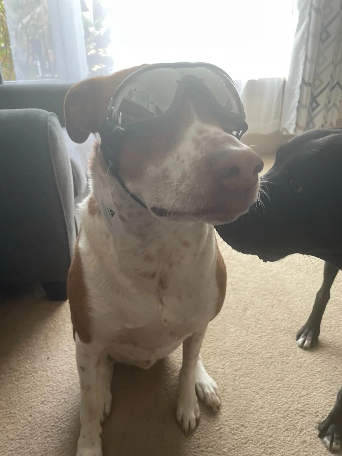 Someone (aka Mac) is looking *amazing* in his new sunglasses ☀️ 🕶️ 🐕 ✨