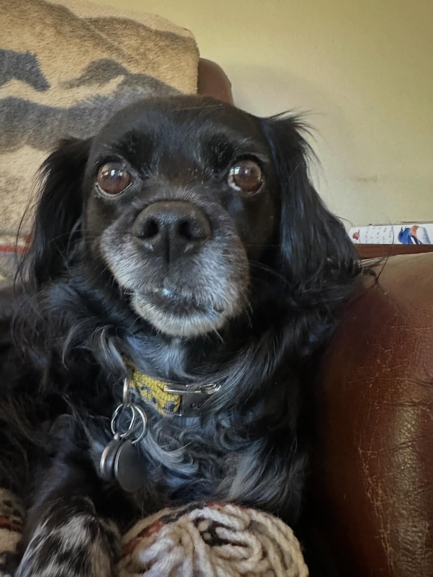 Sometimes when Lana has her face squished into the pillow for a while, she pops her sweet head up and looks like this ;) 💛&hellip;would it be called bed muzzle instead of bed head? 😁