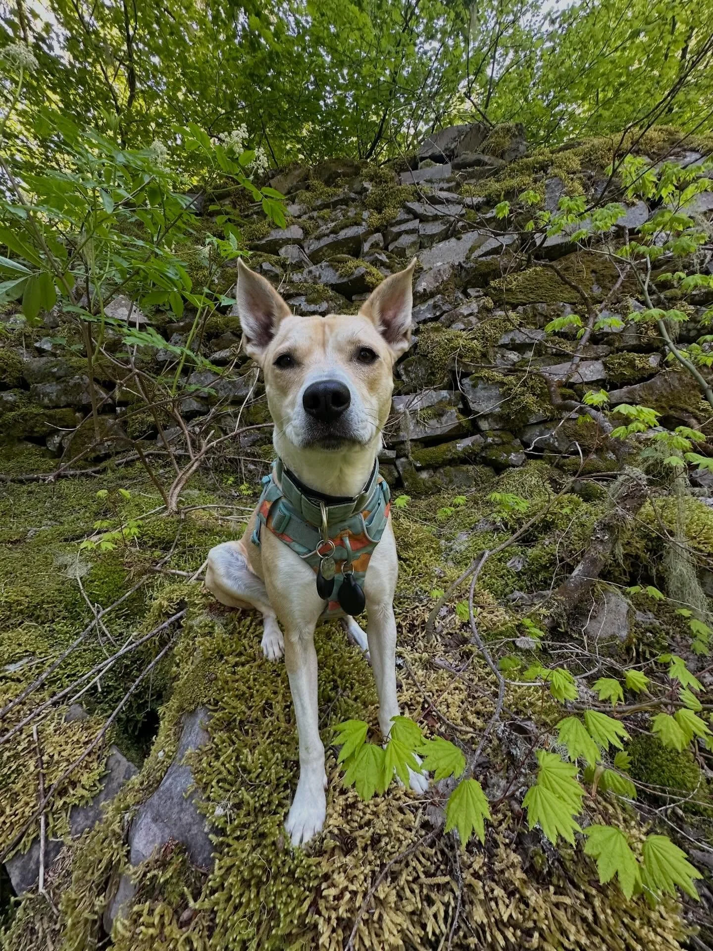 Mabel Beans on a hike 🌲

I&rsquo;m still smitten 💚💕