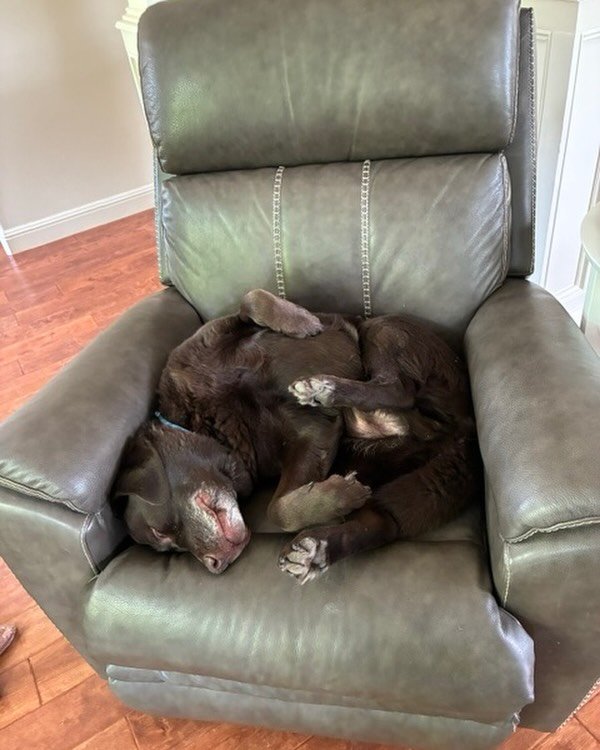 Handsome Porter in &lsquo;his&rsquo; man chair ;) 🤎

No wonder he needs a massage!