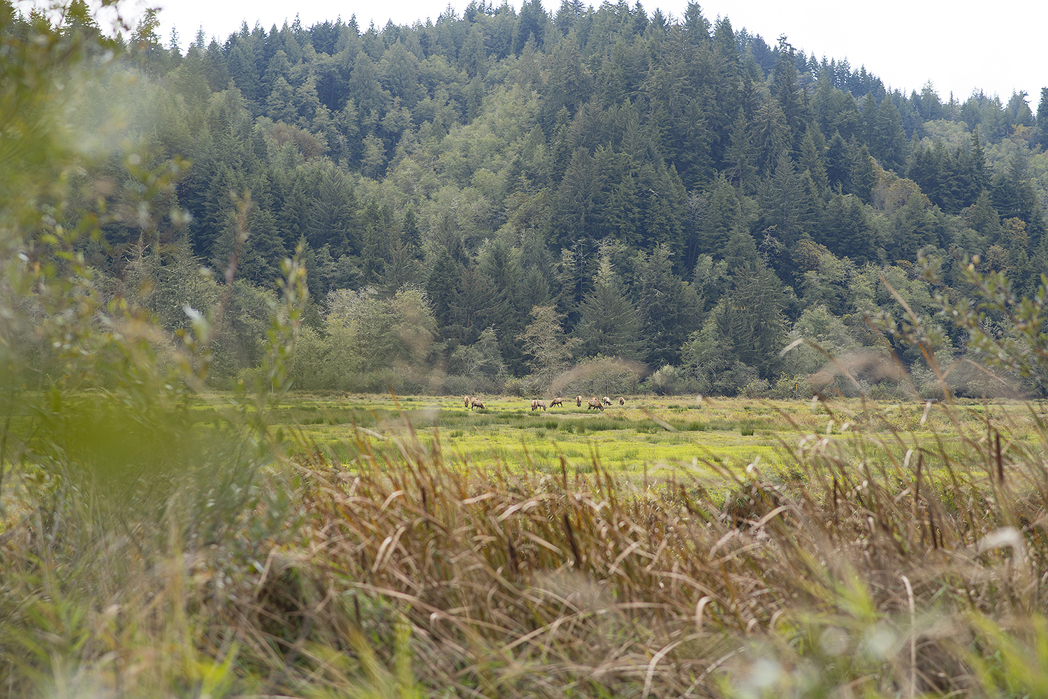 Elk viewing at Dean Creek Wildlife Area