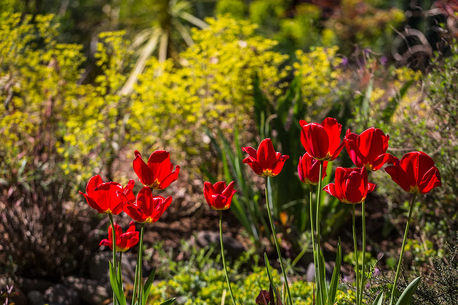 018_uv_garden_TB21424.jpg