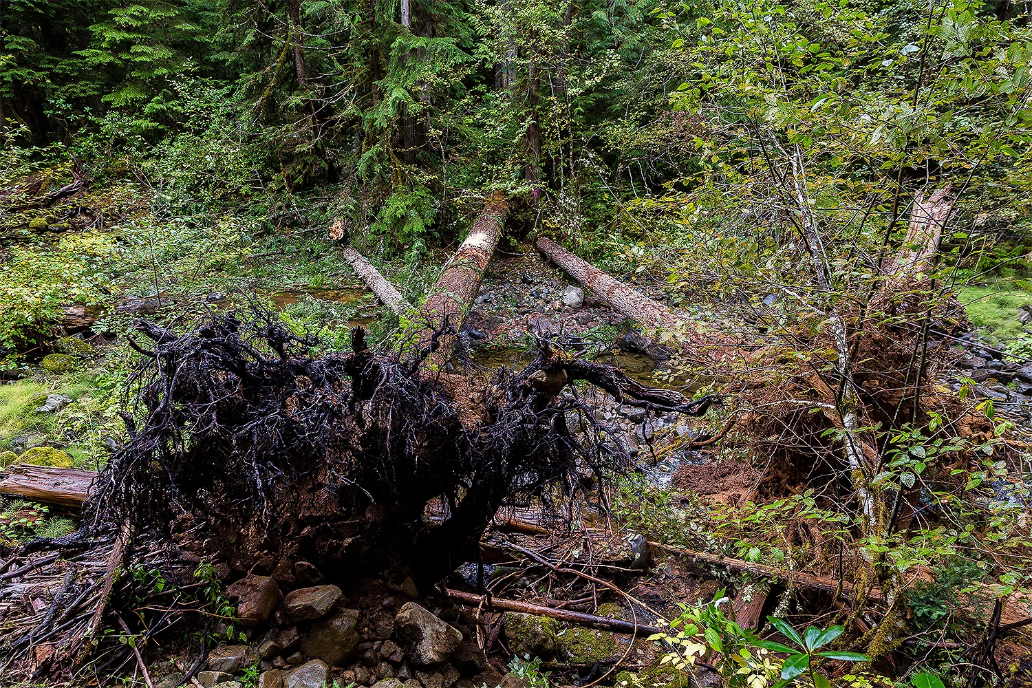 New in-stream debris ready for winter flow.