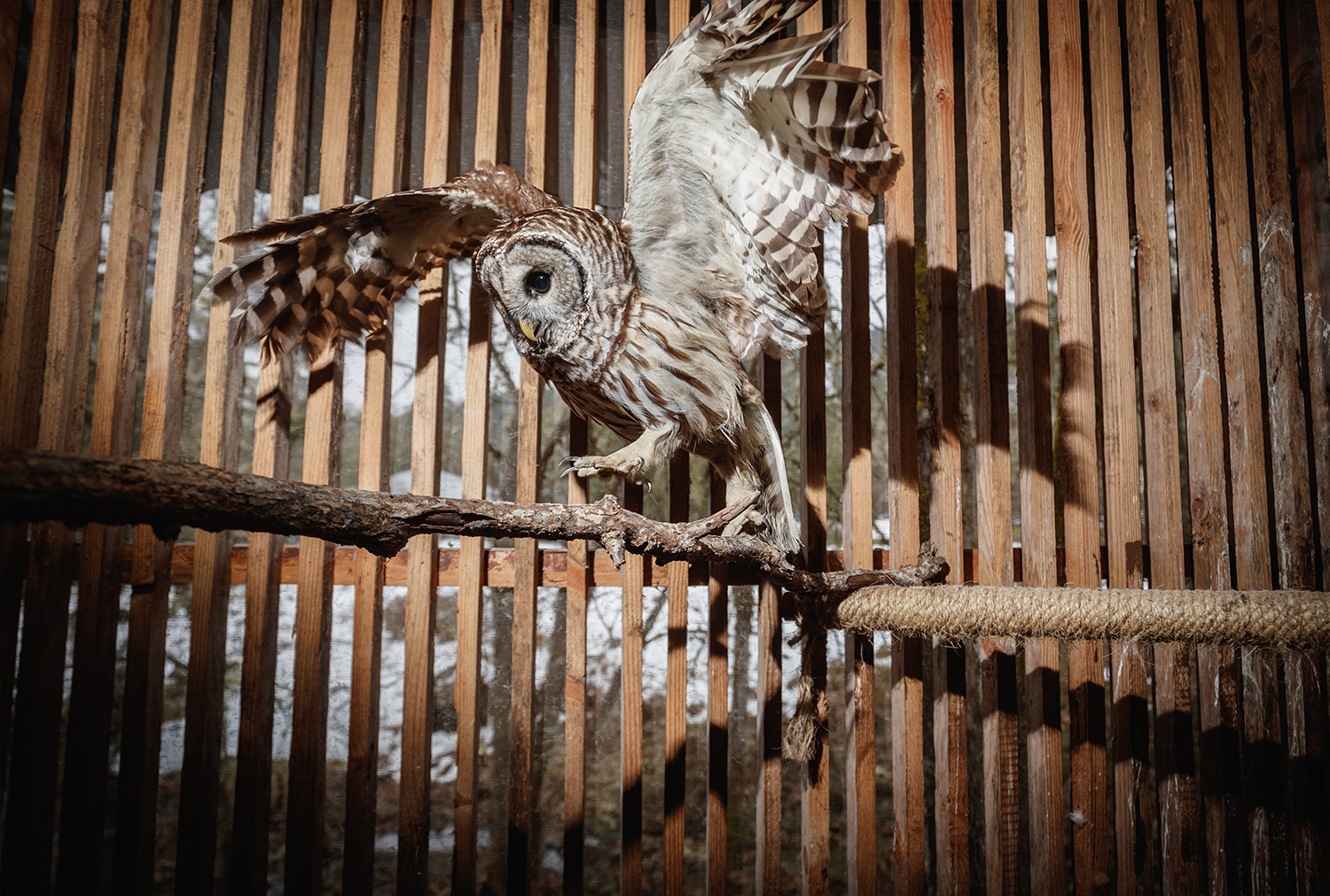 While education owl Nell’s injuries were too extensive to allow a return to the wild, this barn owl was close to fully healed.