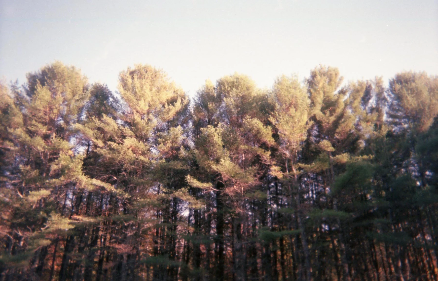 trees. yarmouth, maine. disposable.