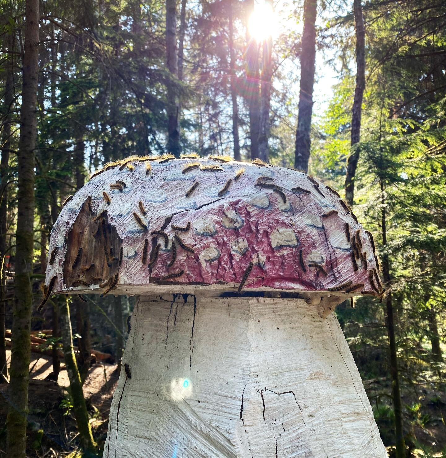 Caterpillar season here on Bowen Island!
.
.
#caterpillar #caterpillarseason #caterpillarmedicine #potential #transformation #bowenislandbc #bowenisland