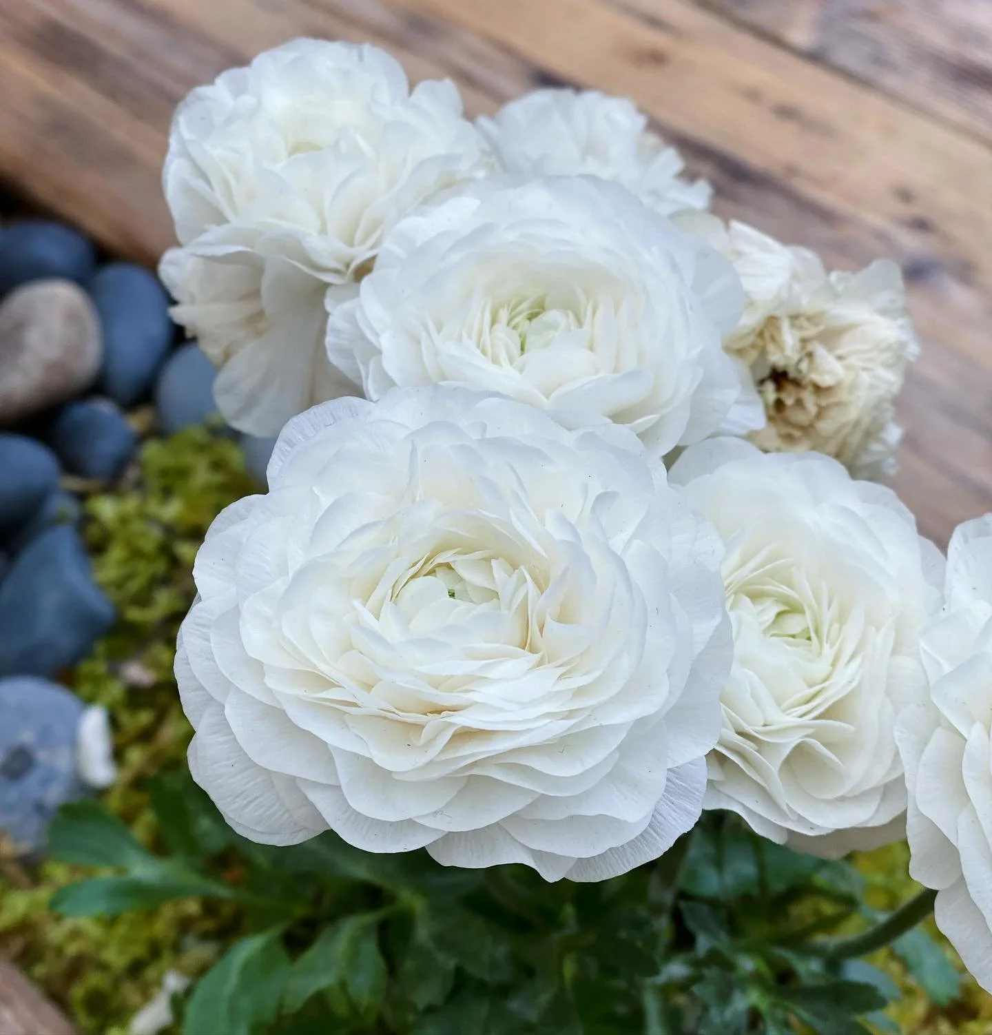 In the restlessness of waiting, each day stretches long&hellip;. each moment a lesson in patience and resilience. I have sown my seeds, their potential hidden beneath the earth, invisible yet immensely powerful. I am reminded that this waiting is not