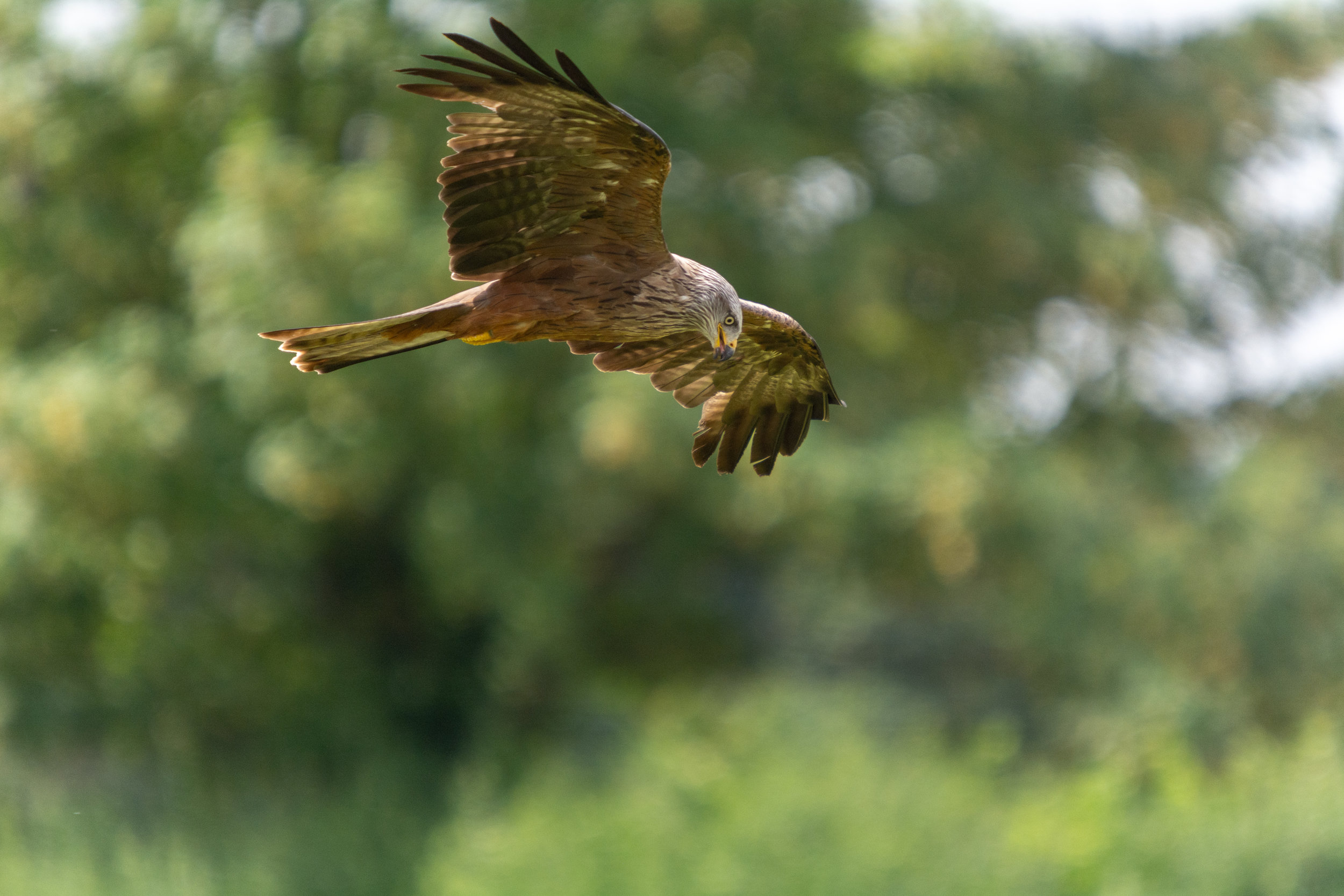 A Black Kite taken whilst visiting The Hawk Conservancy, such a difficult subject to get a crisp picture of.