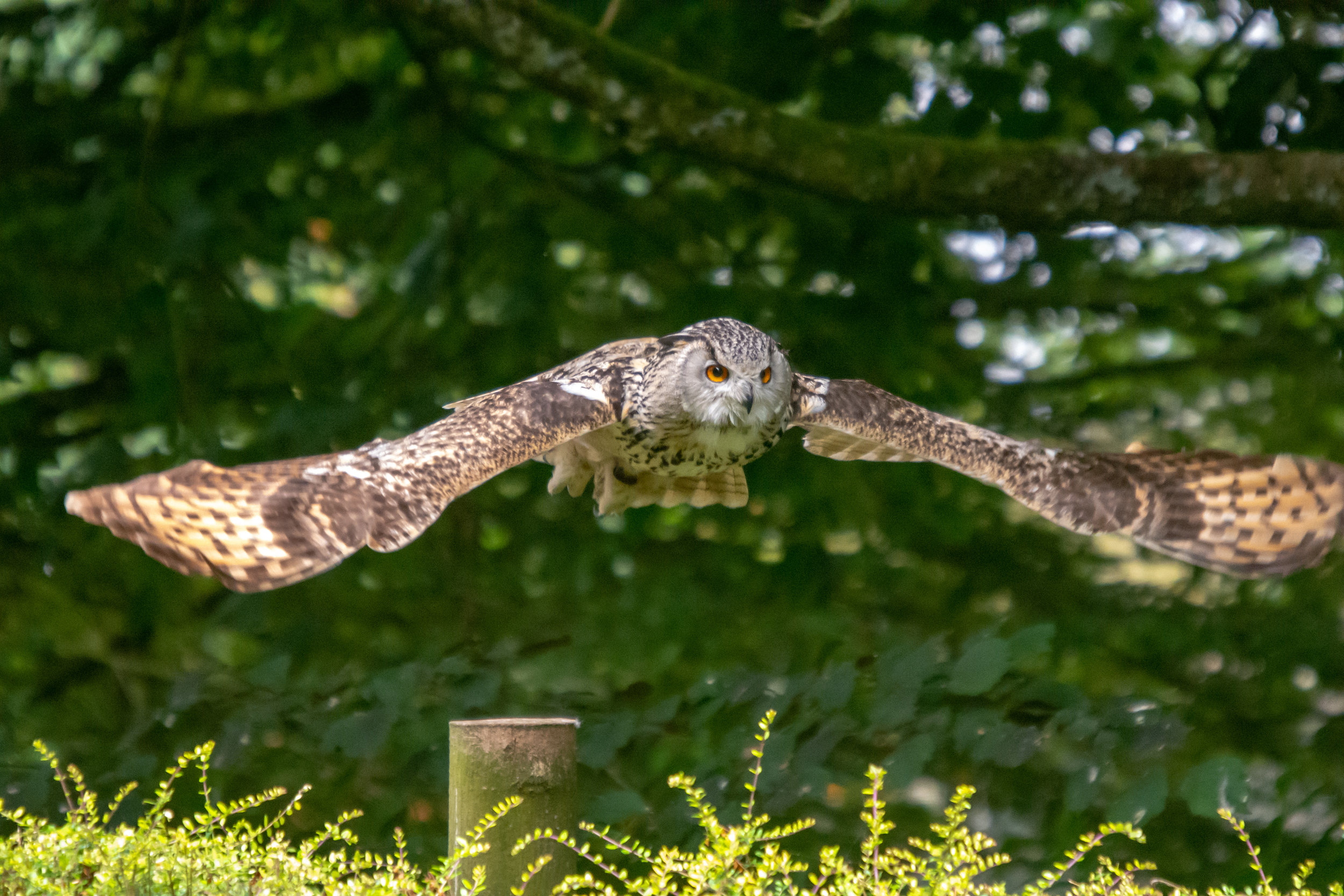 All I know is that it's a big owl with big wings that hurt if you don't duck!
