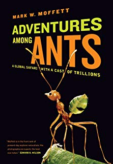 Ants.jpg