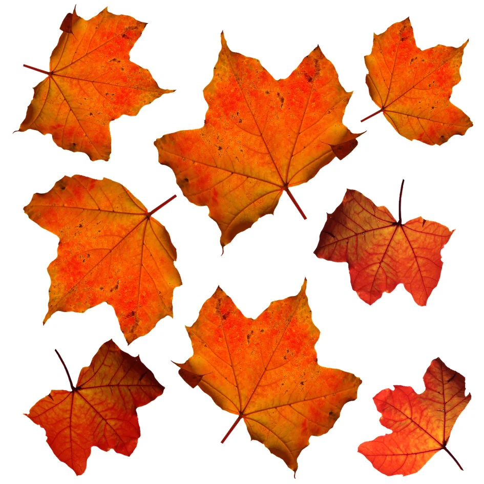 autumn leaves.jpg