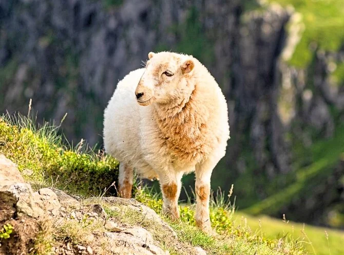 lost sheep.jpg