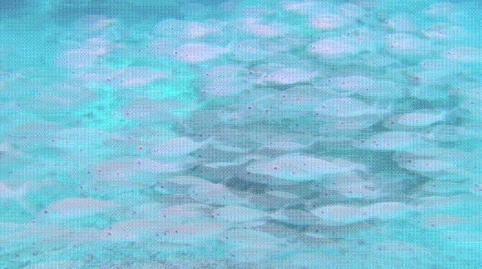 shoal2.gif