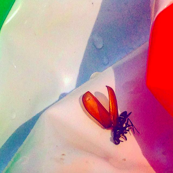 Screen Shot 2018-06-19 at 3.53.32 PM.png