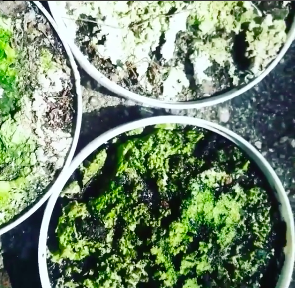 Screen Shot 2018-06-19 at 3.50.39 PM.png