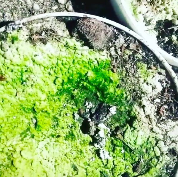 Screen Shot 2018-06-19 at 3.50.31 PM.png