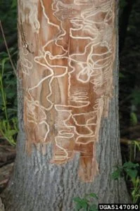 Emerald Ash Borer tree pattern