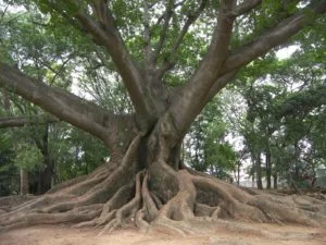 The Ceiba Tree