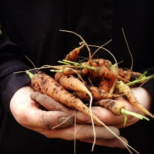 Free Community Garden Workshops in Skinner Park Starting June 11th