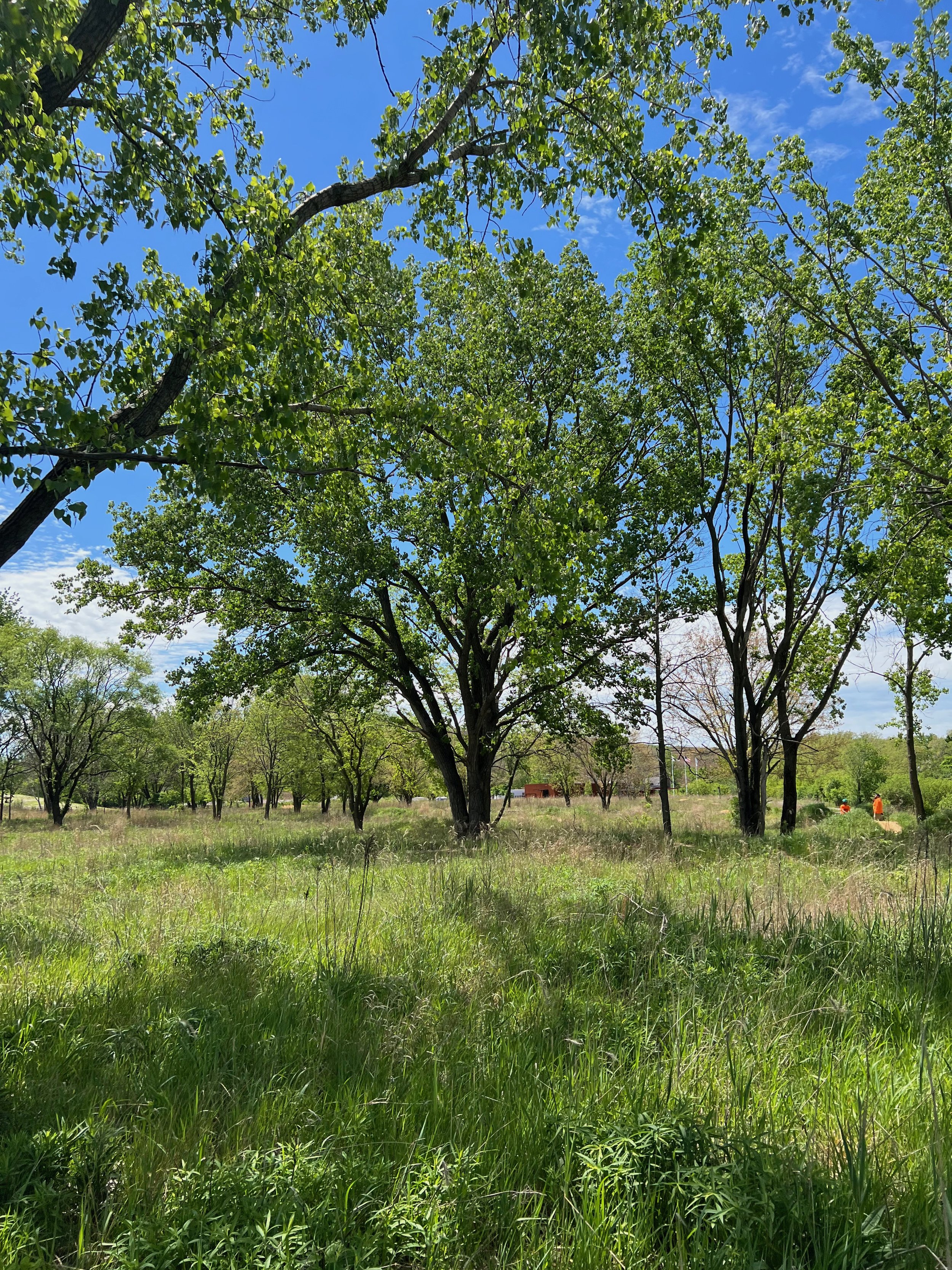 Access to Parks Improves Mental Health