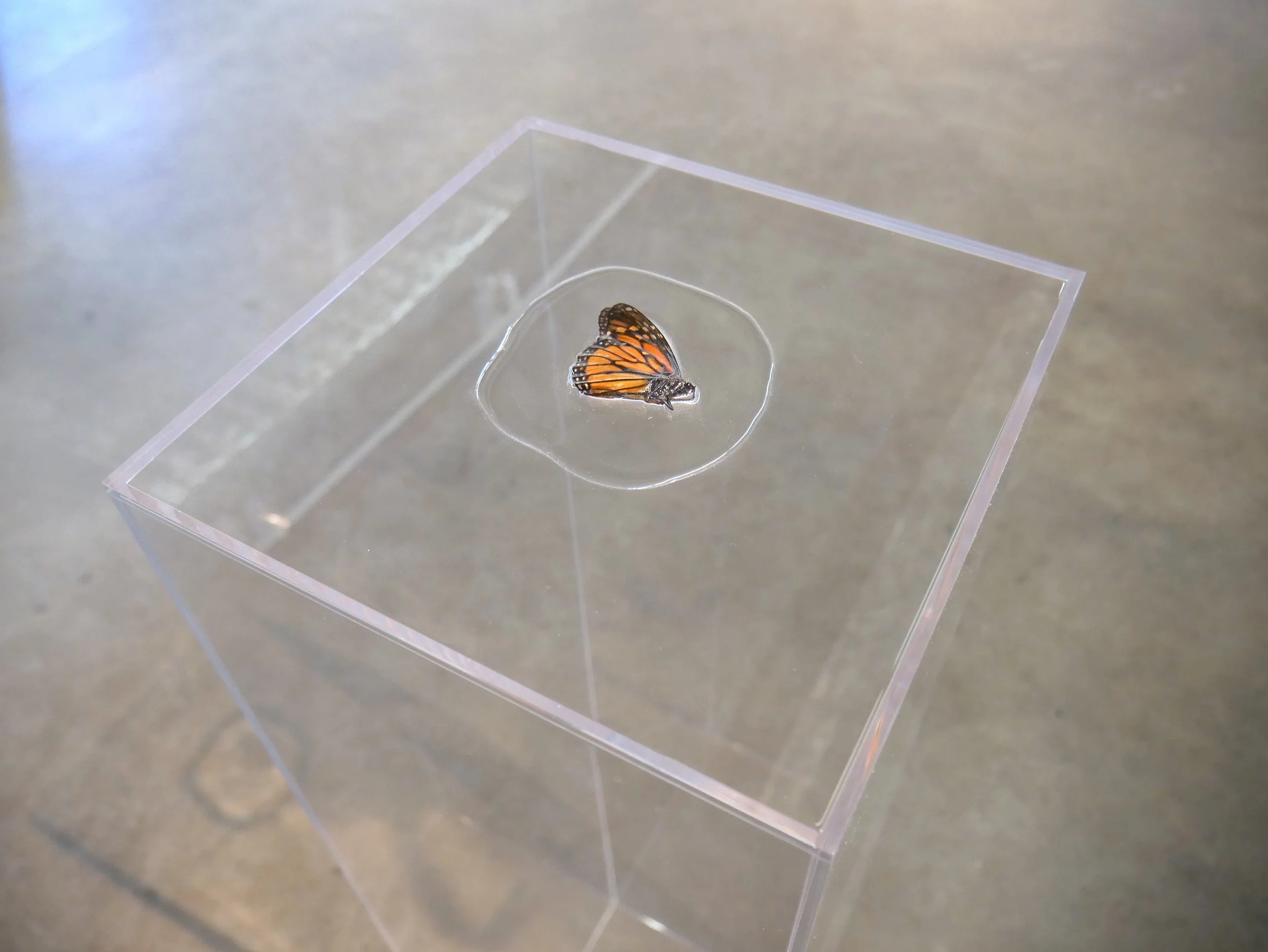 Specimen.JPG