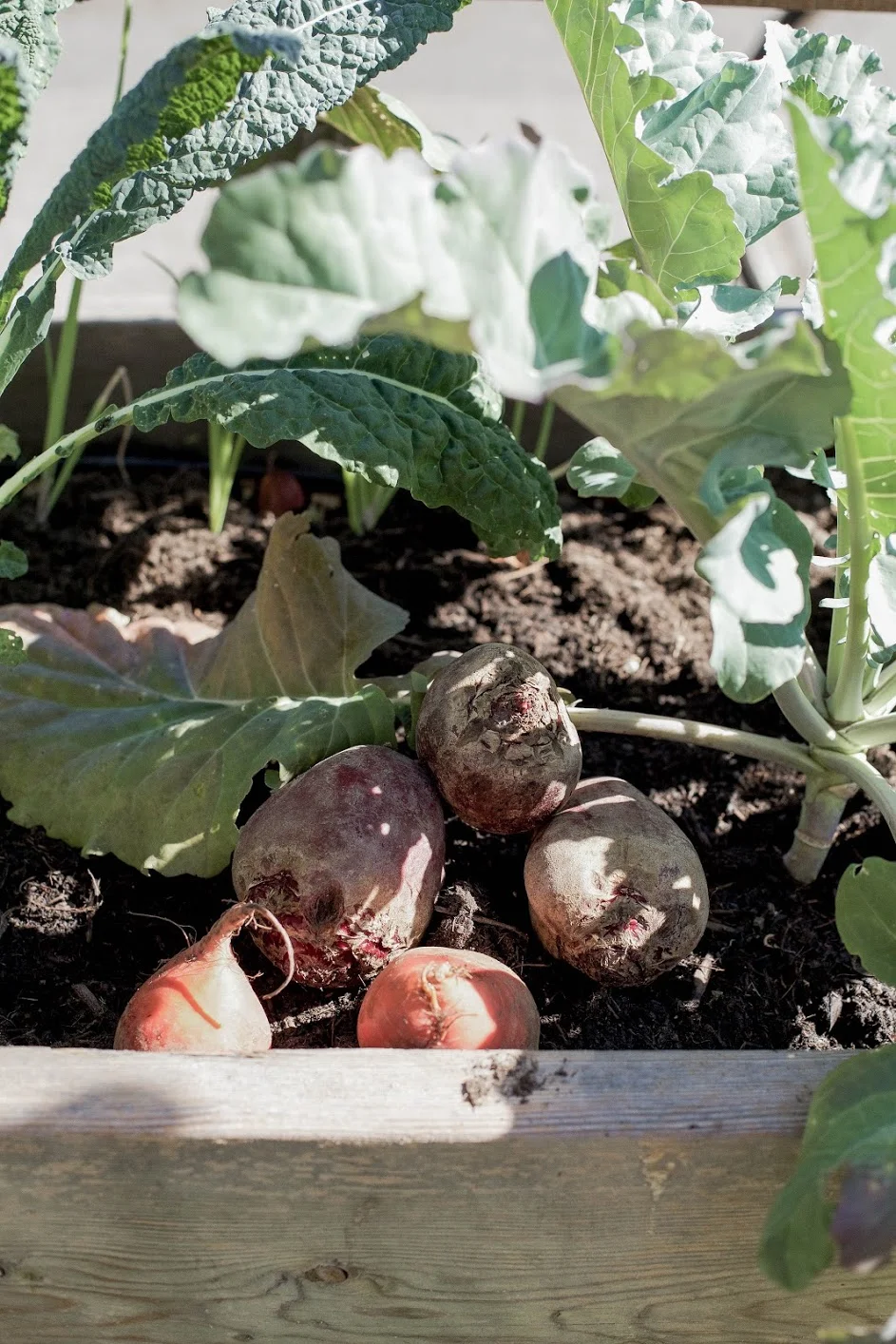 beets2.jpg