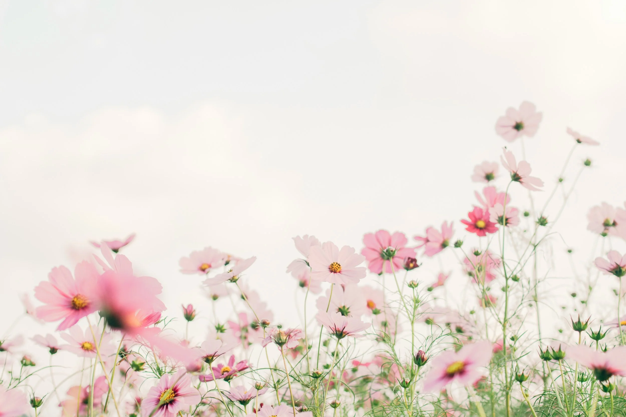 tomoko-uji-kxvn1ogpTtE-unsplash.jpg