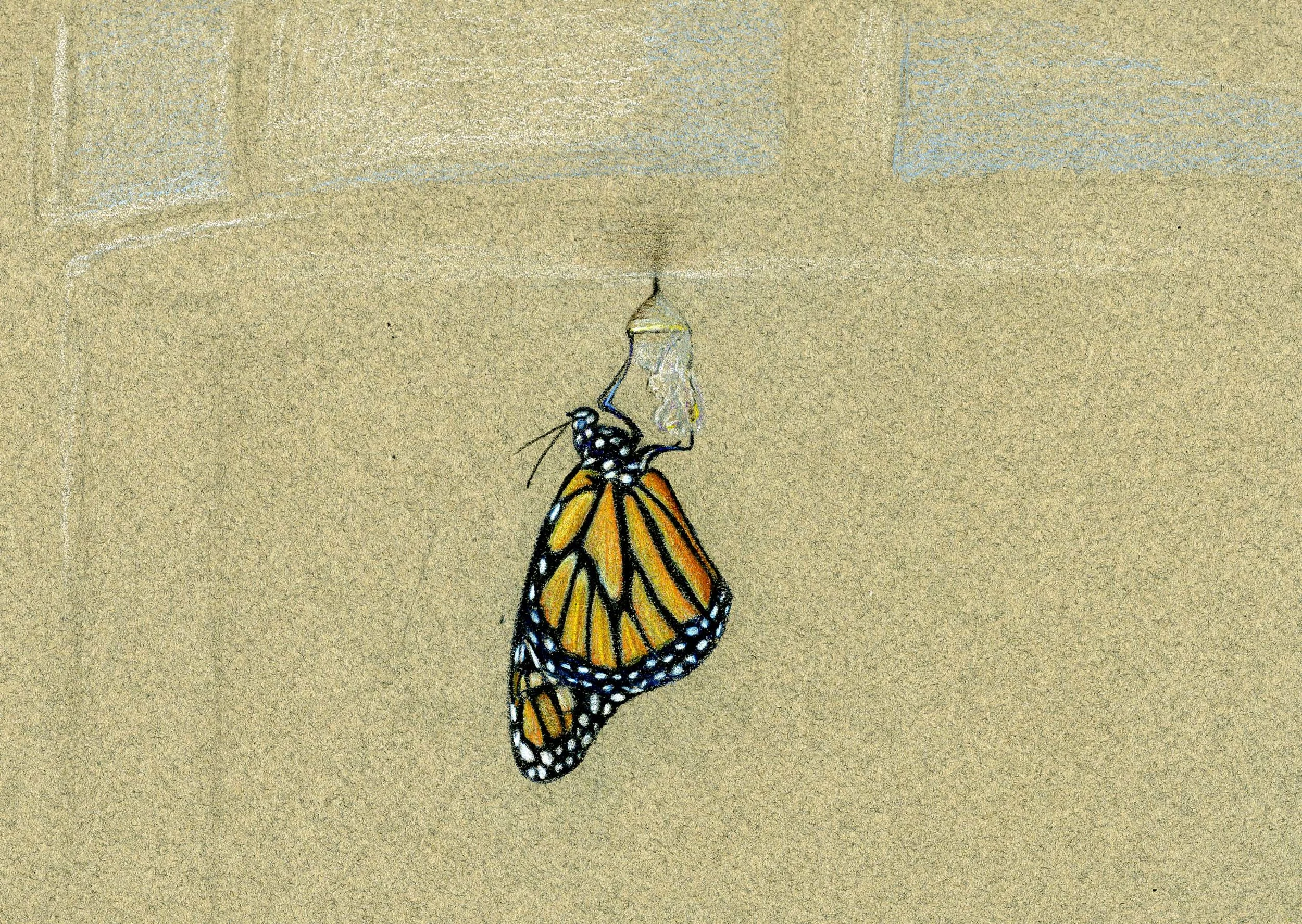 Colored Pencil on Paper 11"x14"