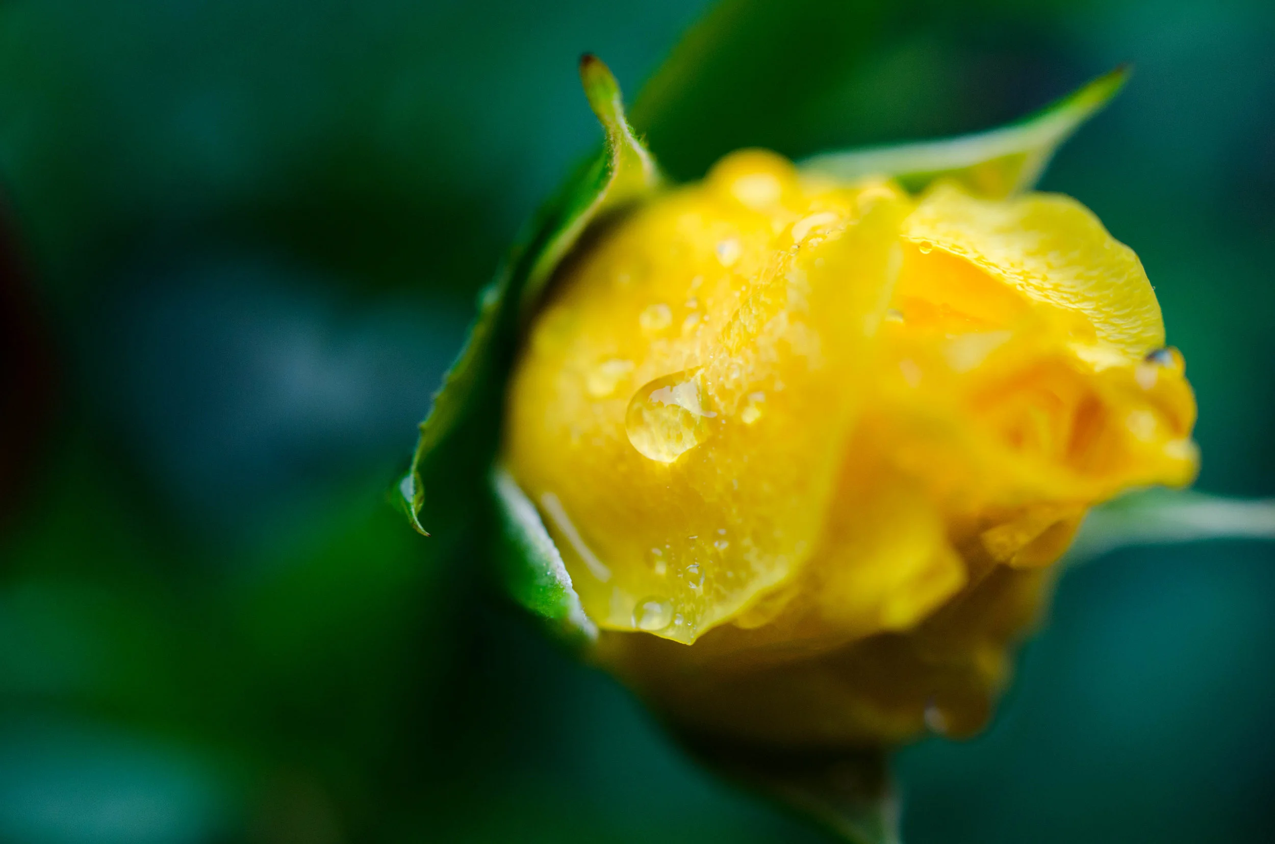 rose
