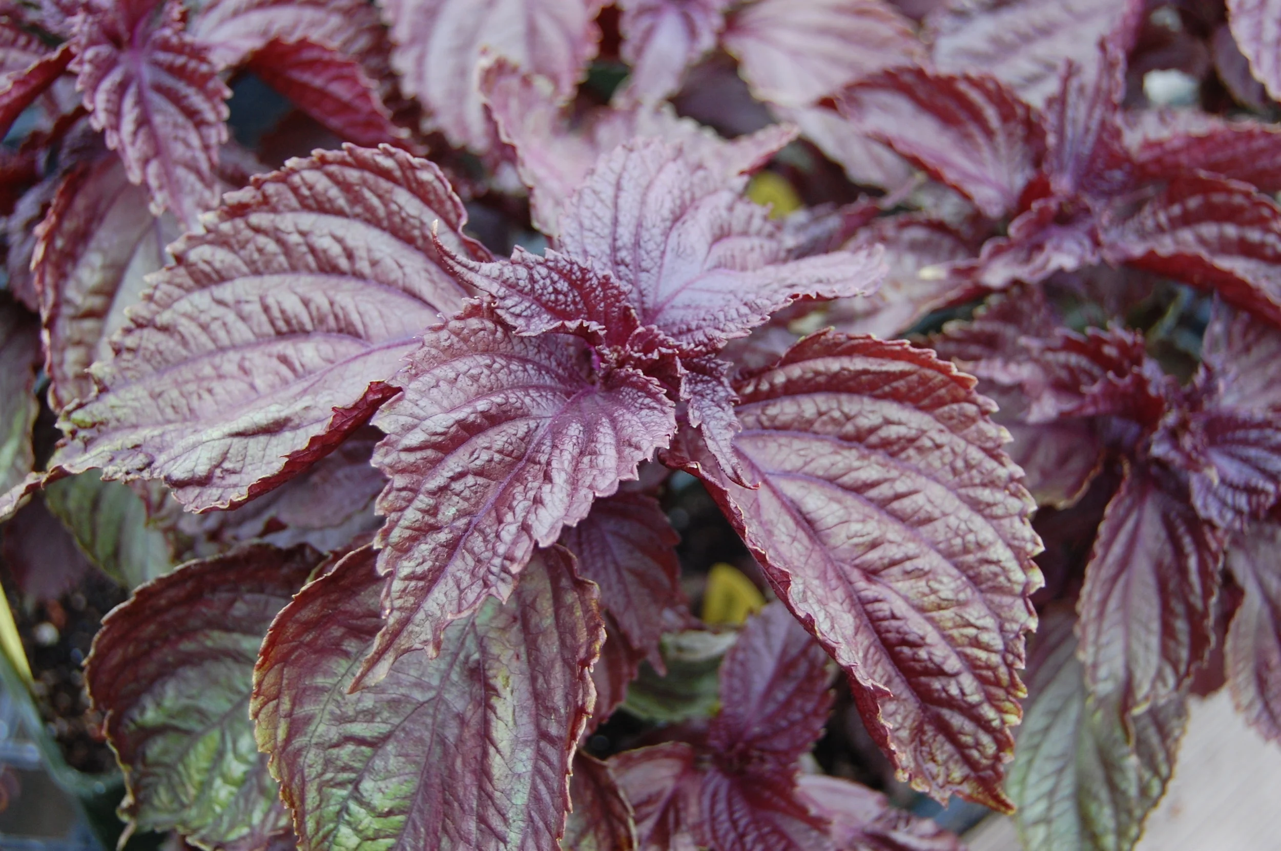 Image 1: The red variety of P. frutescens termed, Akajiso (Japan). This image was used under Creative Commons licensure from this source .