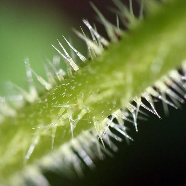 Stinging nEttle.jpg