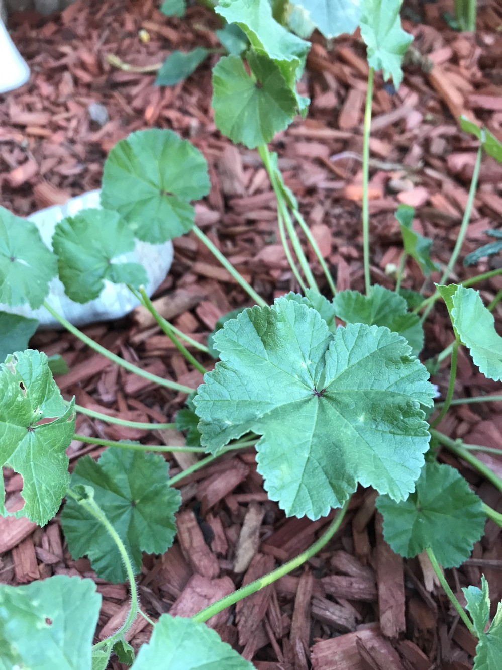 Mallow1.jpg