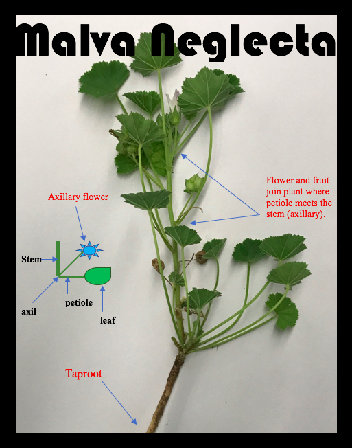 Figure 1: Diagram and picture by Kevin Healey.