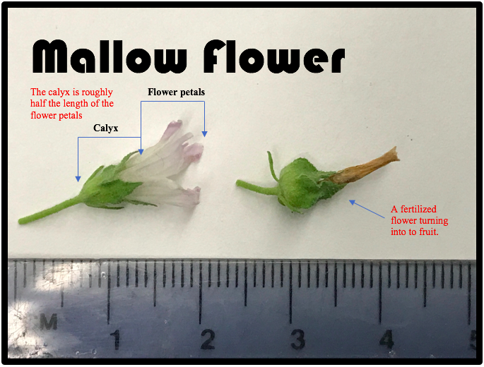 Figure 3: diagram and photo by Kevin Healey.