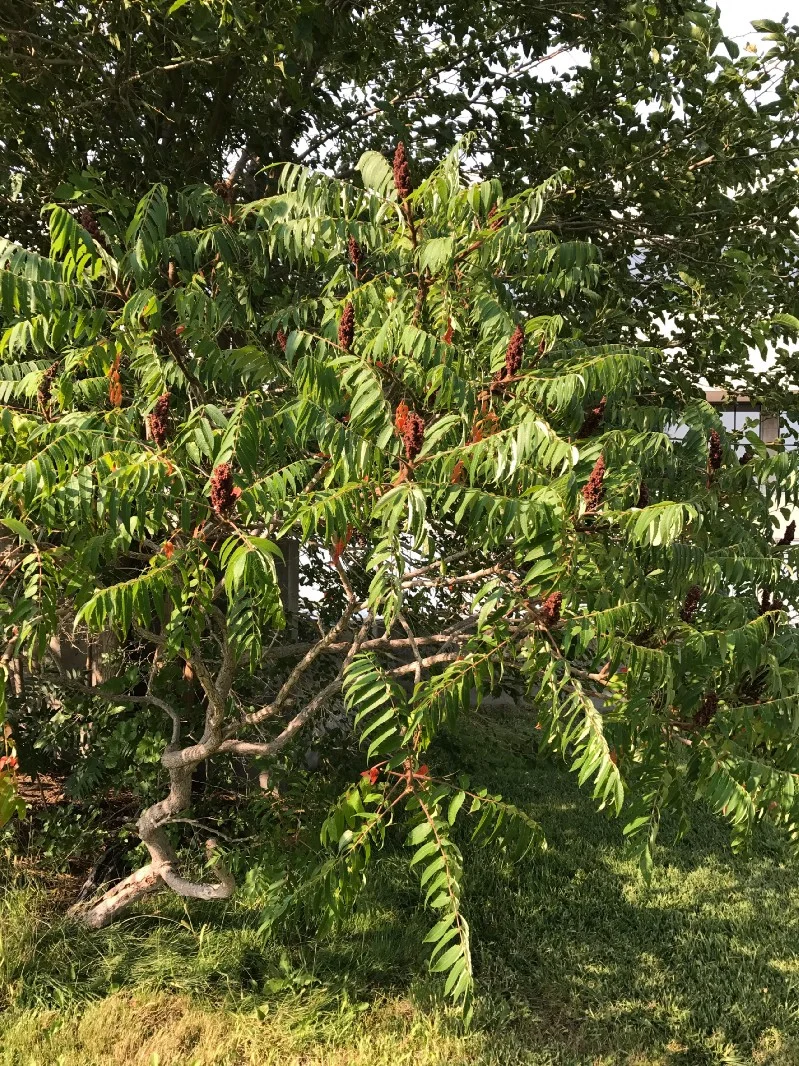 Image 9: staghorn sumac (photographed 26 September 2017 at Colorado State University- Pueblo)