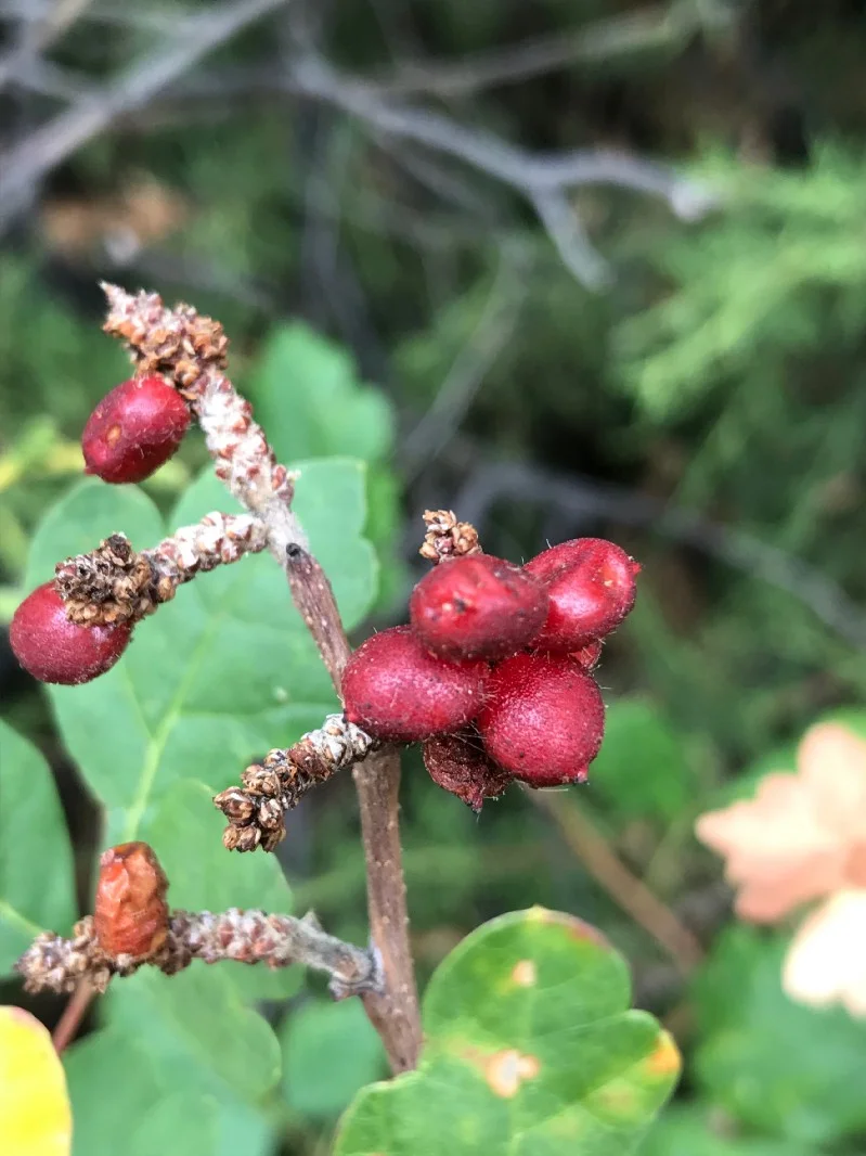 Image 8: A close-up of lemonberry sumac drupes (photographed at Colorado State University-Pueblo 26 September 2017).