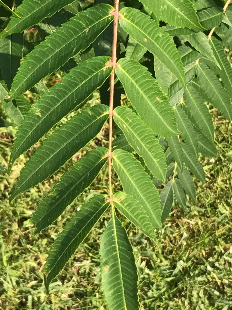 Image 4: A staghorn sumac compound leaf (photographed 20 September 2017).